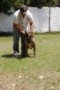 Padreadores - Fila Brasileiro Tigrado - Canil Singular - Vingador